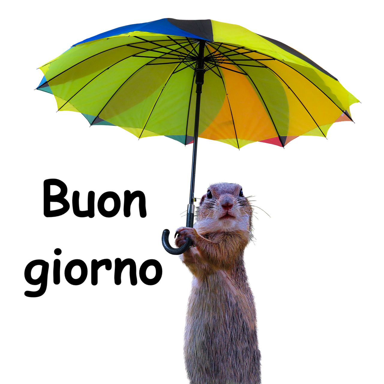 una simpatica marmotta si ripara con un ombrello colorato 